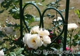 Uetersener Klosterrose Uetersener Klosterrose