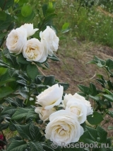 Uetersener Klosterrose Uetersener Klosterrose