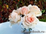 Chandos Beauty Chandos Beauty