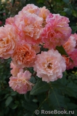Augusta Luise Augusta Luise
