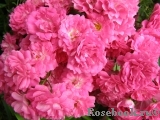 Excelsa Excelsa