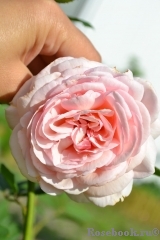 A Shropshire Lad A Shropshire Lad