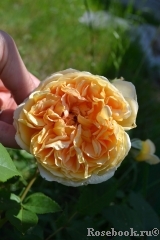 Crown Princess Margareta® Crown Princess Margareta®