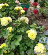 Golden Border Golden Border