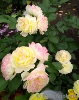 Golden Border Golden Border