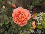 Lady of Shalott Lady of Shalott