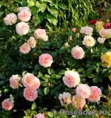 Sangerhauser Jubilaumsrose Sangerhauser Jubilaumsrose