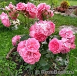 Rosarium Uetersen Rosarium Uetersen