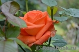 Lady Rose 