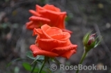 Lady Rose 