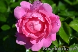 Rosarium Uetersen Rosarium Uetersen