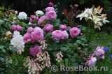 Rosengräfin Marie Henriette Rosengräfin Marie Henriette