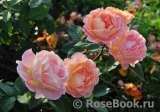 Rosemary Harkness Rosemary Harkness