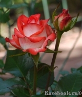 Blush Blush
