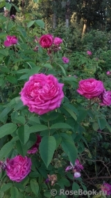 Reine des Violettes Reine des Violettes