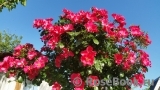 Stadt Rom Stadt Rom