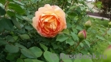 Lady of Shalott Lady of Shalott