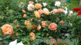 Lady of Shalott Lady of Shalott