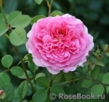Princess Alexandra of Kent Princess Alexandra of Kent