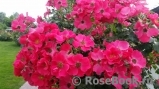 Stadt Rom Stadt Rom