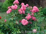 Rosarium Uetersen Rosarium Uetersen