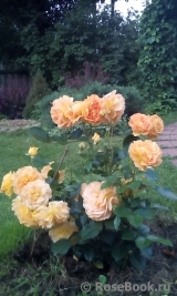 Goldelse Goldelse