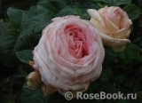 Madame Anisette ® Madame Anisette ®