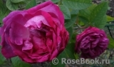 Reine des Violettes Reine des Violettes