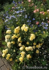 Golden Border Golden Border