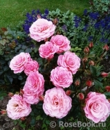 Tickled Pink Tickled Pink