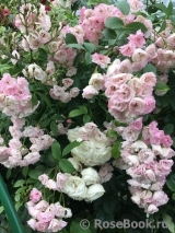 Heavenly Pink Heavenly Pink