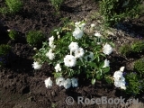 Schneewittchen Schneewittchen