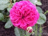 Falstaff® Falstaff®