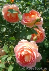 Lady of Shalott Lady of Shalott