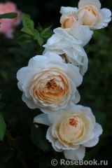 Crocus Rose® Crocus Rose®