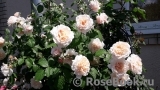 Rose de Tolbiac ® Rose de Tolbiac ®