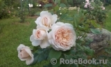 Crocus Rose® Crocus Rose®