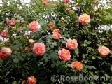 Lady of Shalott Lady of Shalott