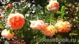 Lady of Shalott Lady of Shalott
