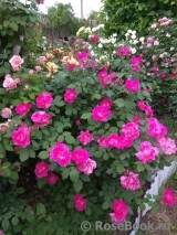 Cyclamen Cyclamen