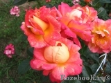 Decor Arlequin Decor Arlequin