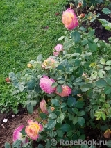 Gartenspass ® Gartenspass ®