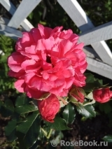 Rosarium Uetersen Rosarium Uetersen