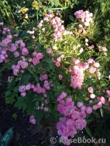 Heavenly Pink Heavenly Pink