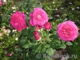 Johann Wolfgang von Goethe Rose® Johann Wolfgang von Goethe Rose®