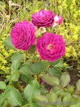 Johann Wolfgang von Goethe Rose® Johann Wolfgang von Goethe Rose®