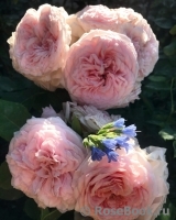 Claire Rose Claire Rose