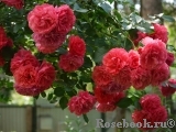 Rosarium Uetersen Rosarium Uetersen