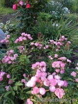 Heavenly Pink Heavenly Pink