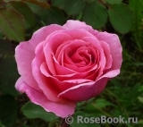 Princess Alexandra of Kent Princess Alexandra of Kent